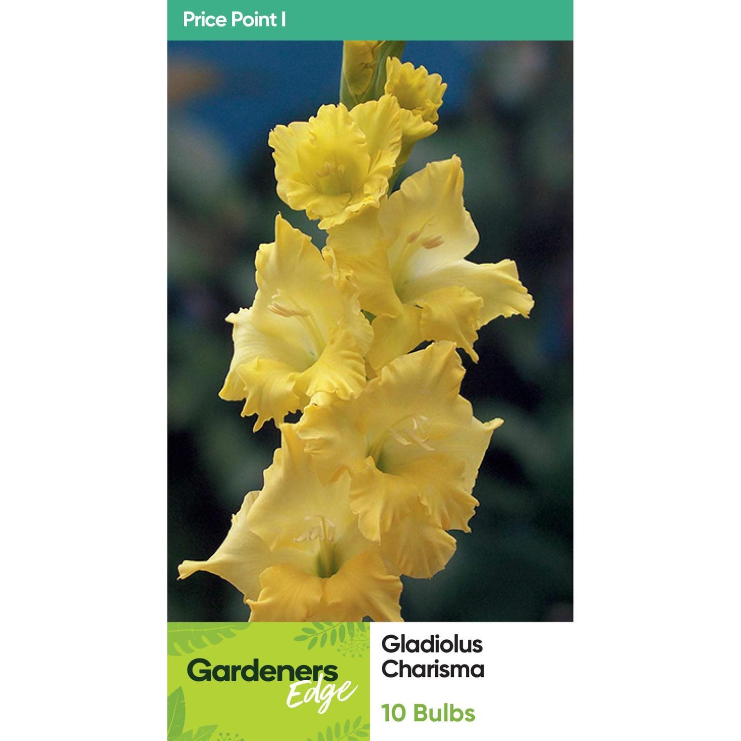 Gladioli Charisma 5 Pack