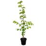 Ulmus Louis van Houtte