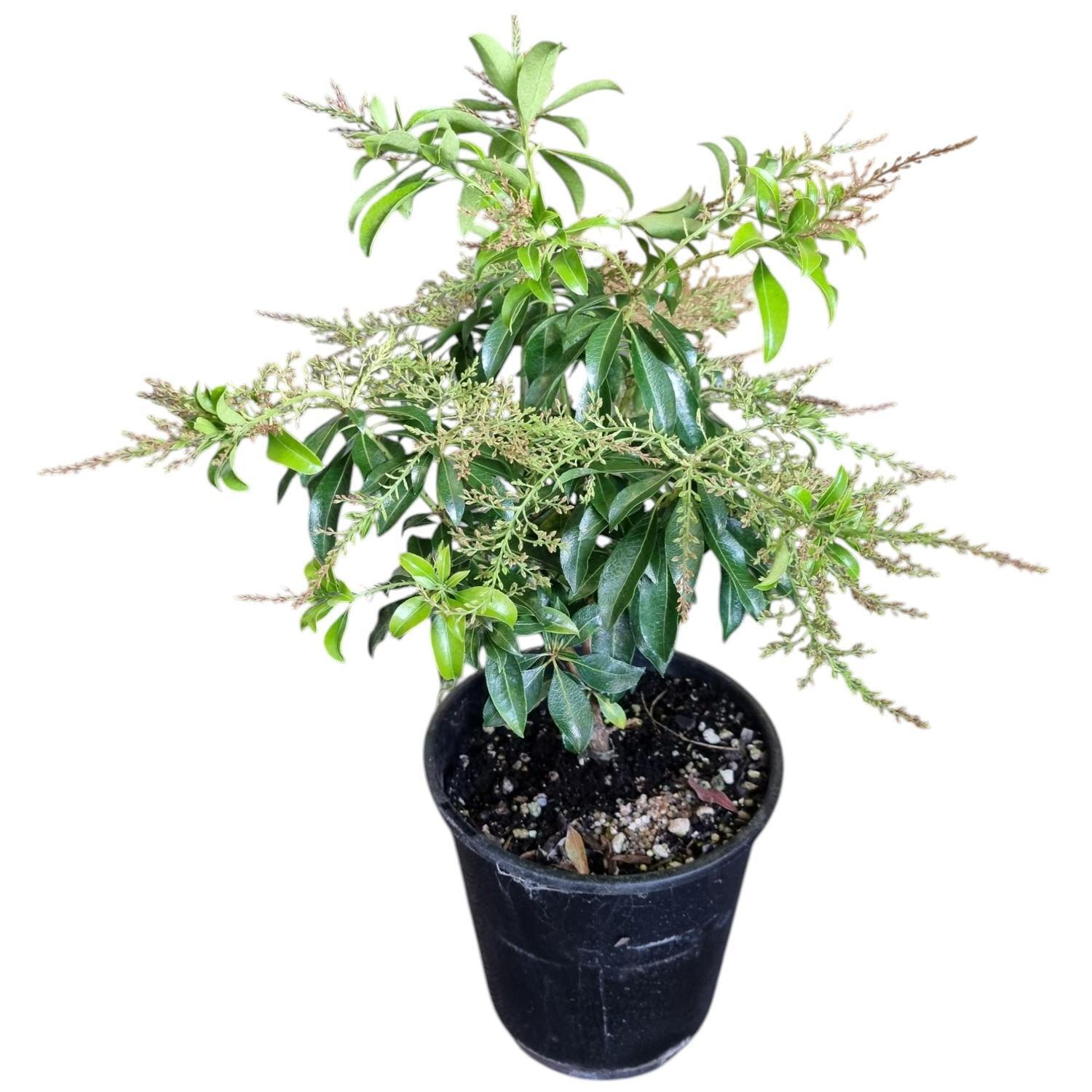Pieris Christmas Cheer 'Lily of the valley' 3.3L