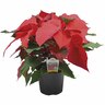 Poinsettia