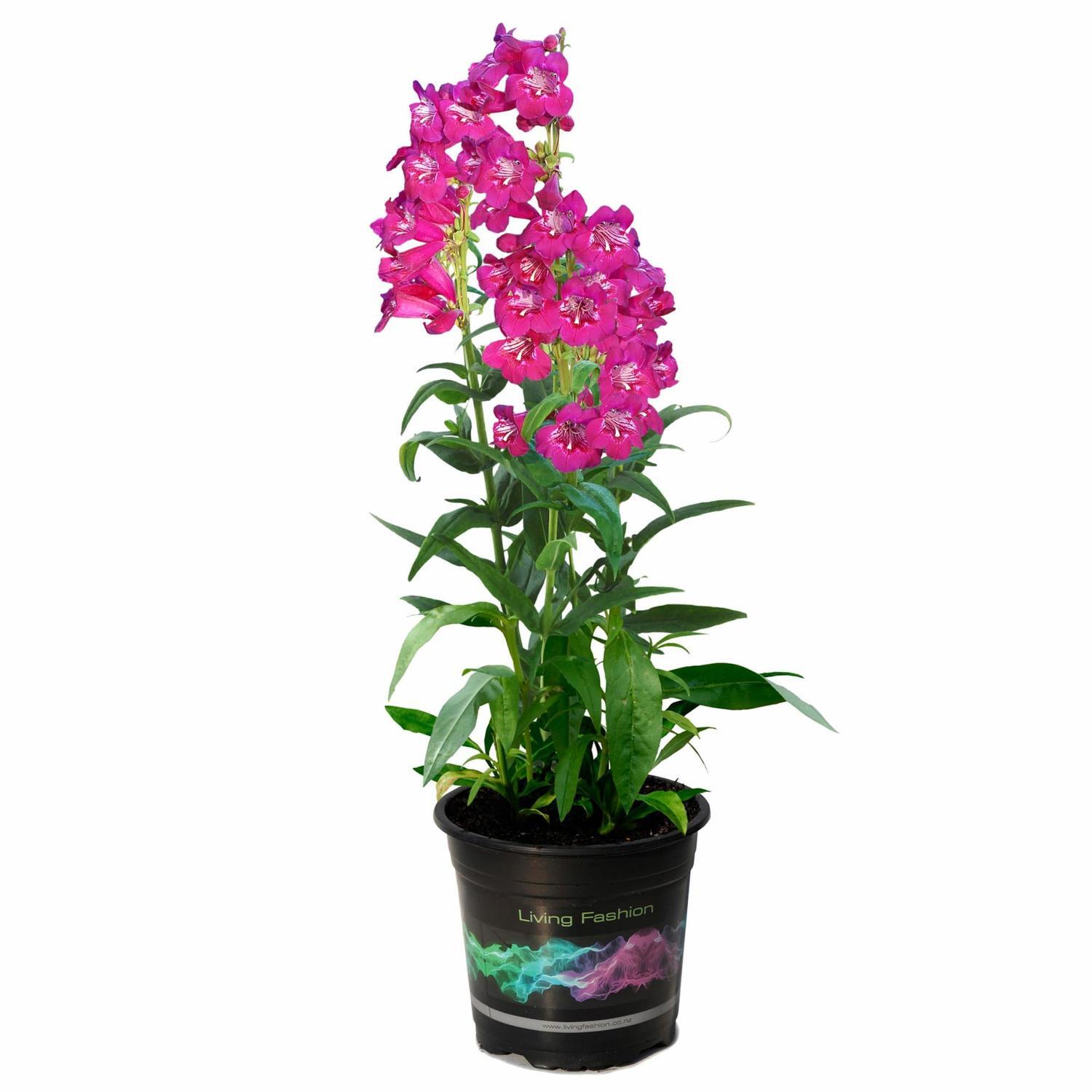 Penstemon Boysenberry Taffy