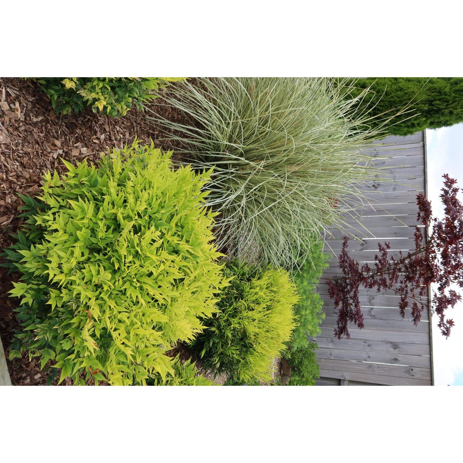Nandina Magical Lemon Lime PVR