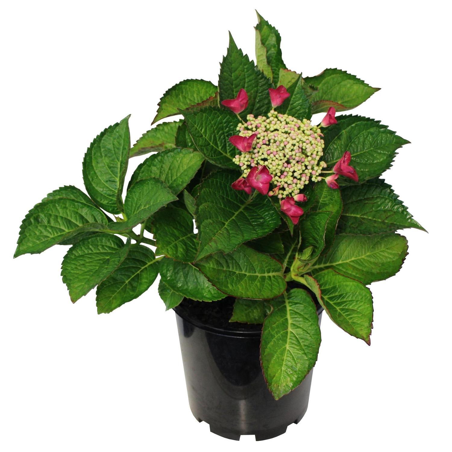 Hydrangea Red Start