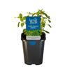 Marjoram Sweet