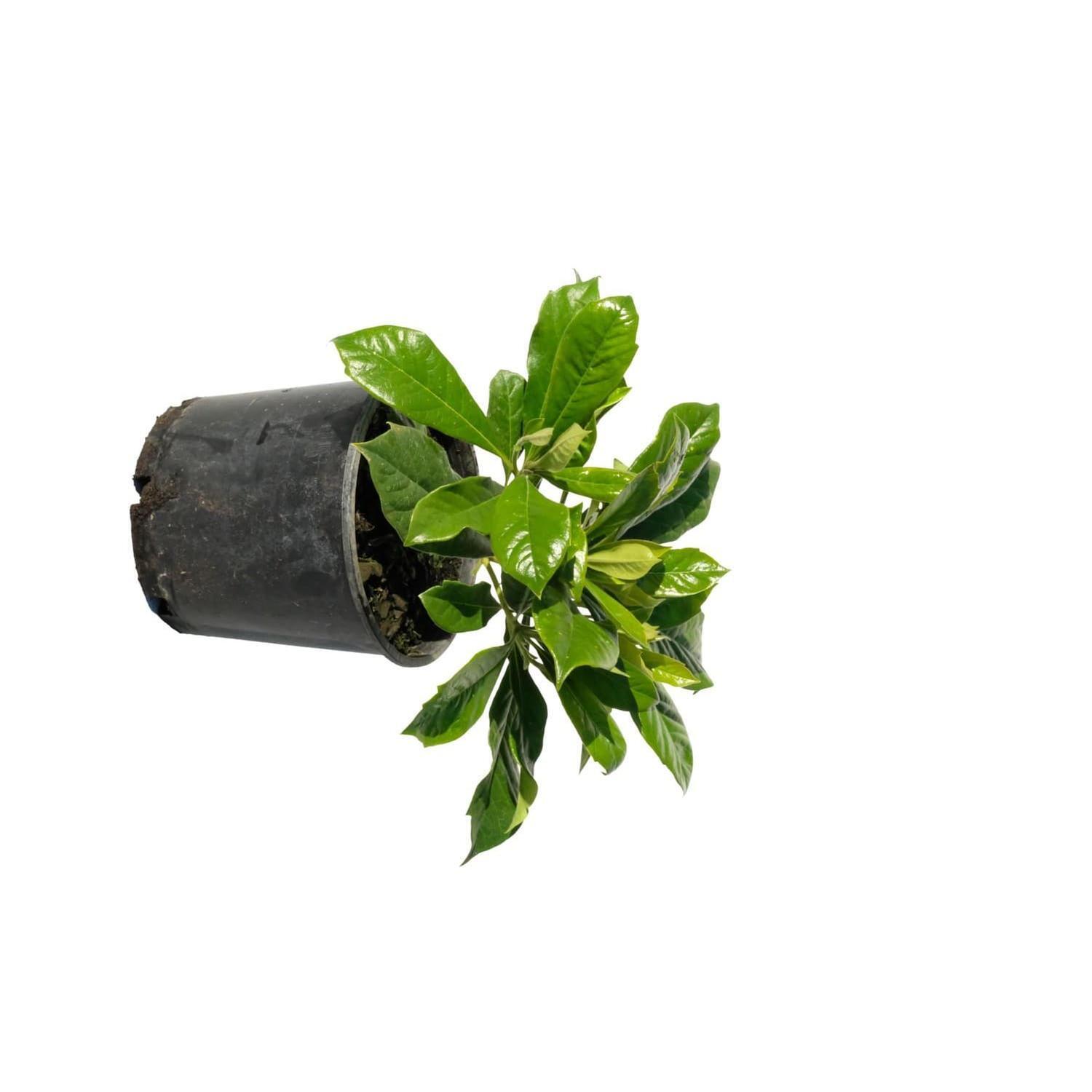 Hymenosporum Gold Nugget