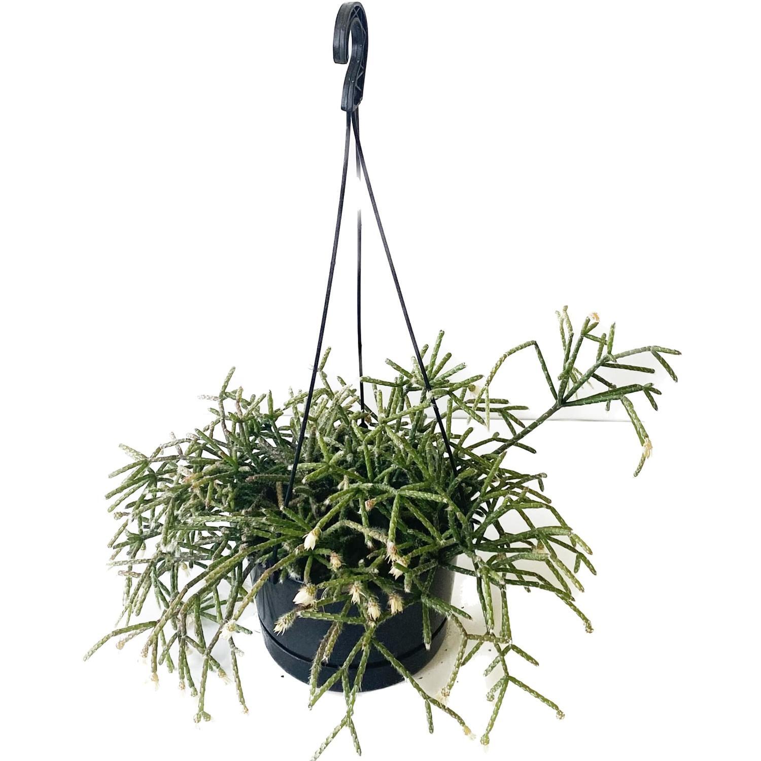 Rhipsalis Horrida 17.5cm