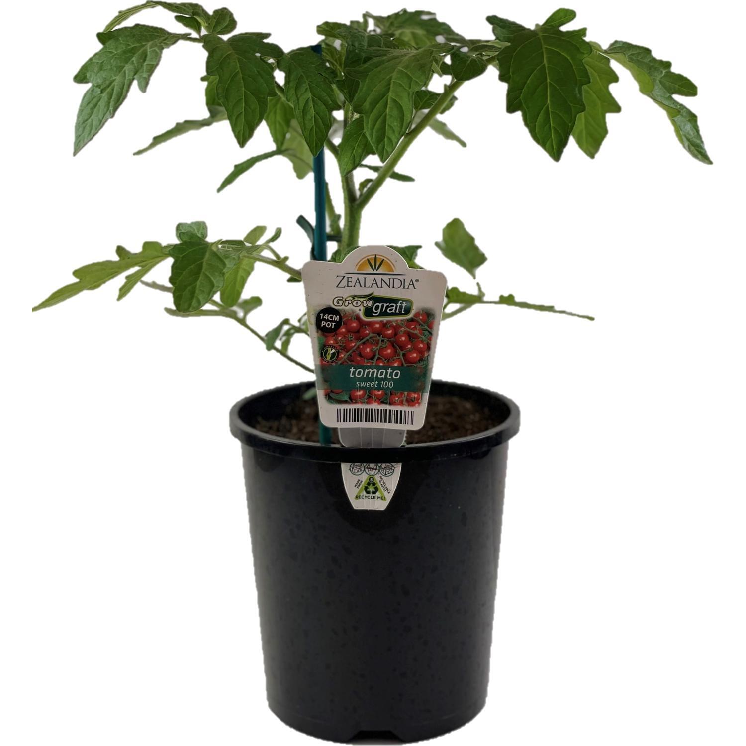 Grafted Tomato Sweet 100