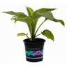 Hosta Empress Wu