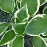Hosta Minuteman