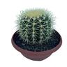 Cacti Assorted