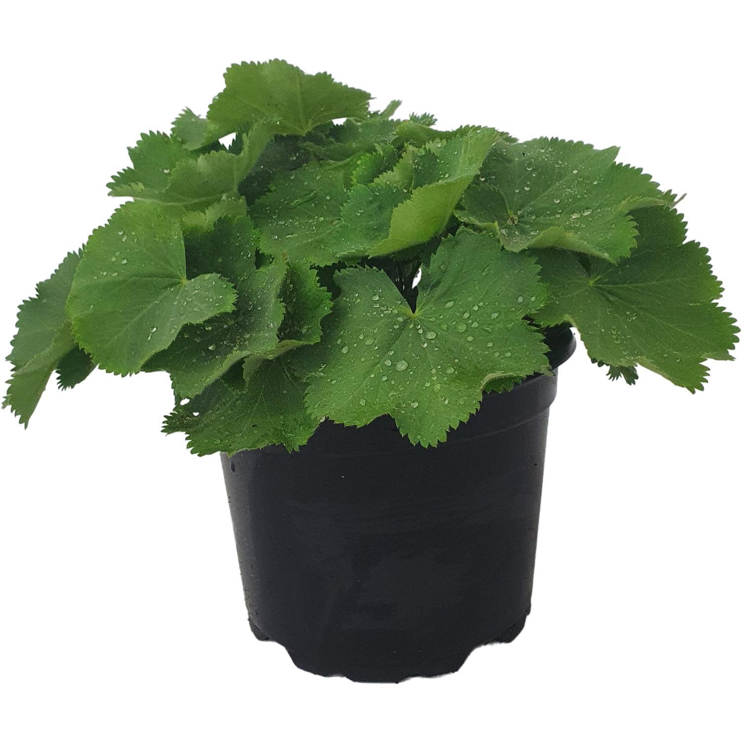 Alchemilla Mollis Thriller