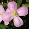 Clematis Rubens 3.3 litre