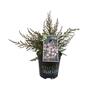 Leptospermum Tui