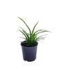 PHORMIUM GREENSLEEVE C/N 2L 2 Litre Creative Natives