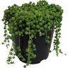 Senecio String Of Pearls
