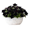Crazytunia Black Mamba