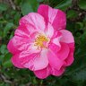 Flower Carpet Rose Pink Splash