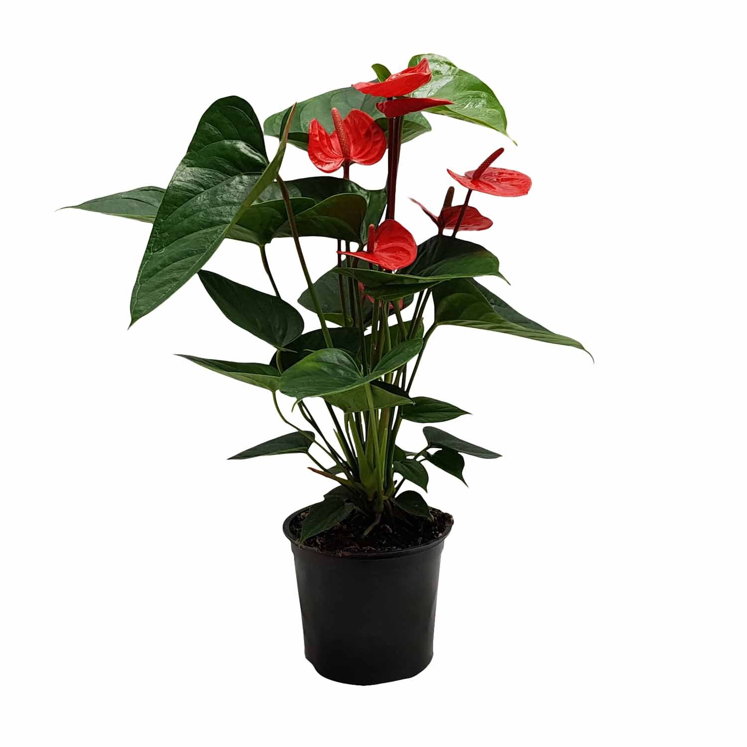 Anthurium adreanum 'Bugati Royal'