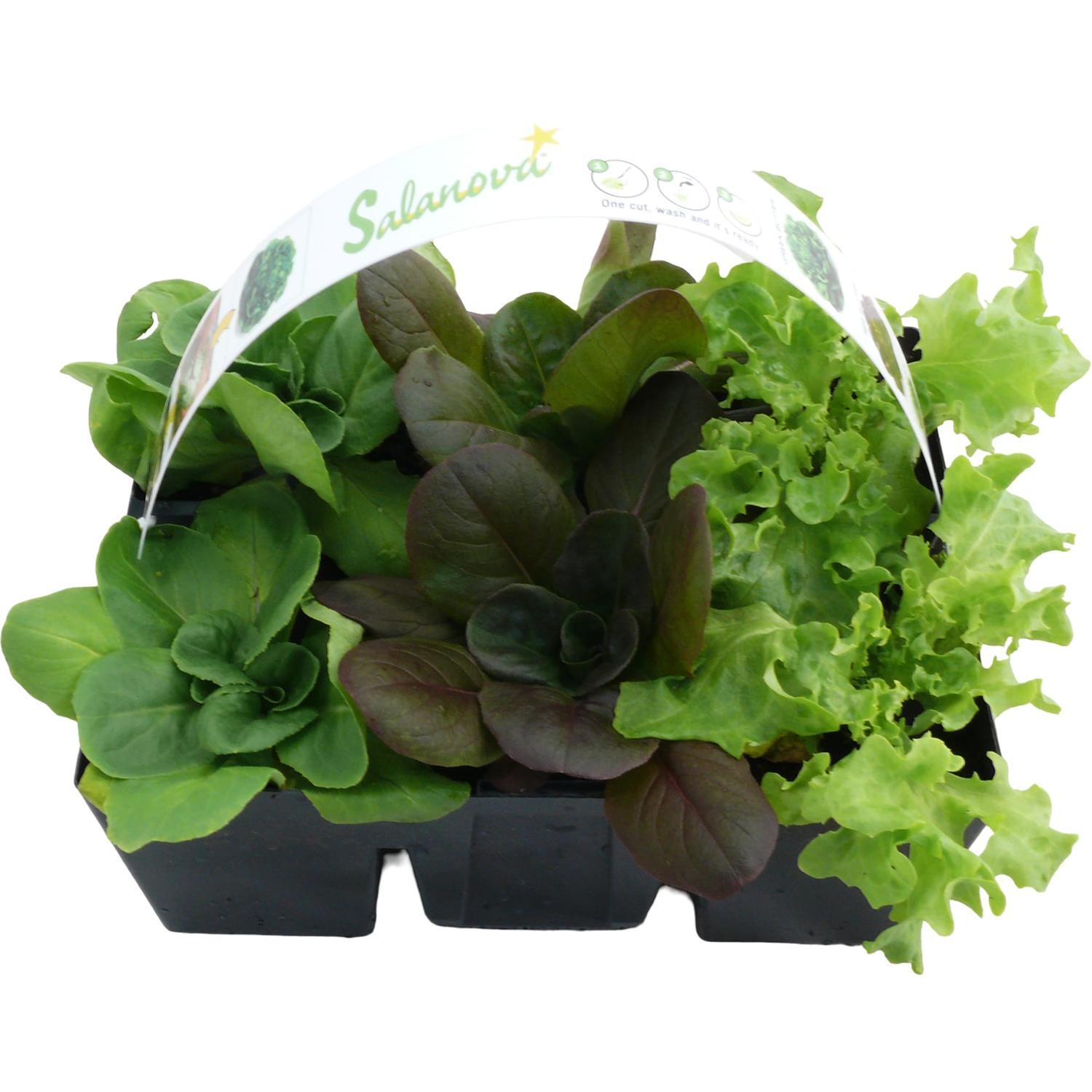 Salanova Lettuce