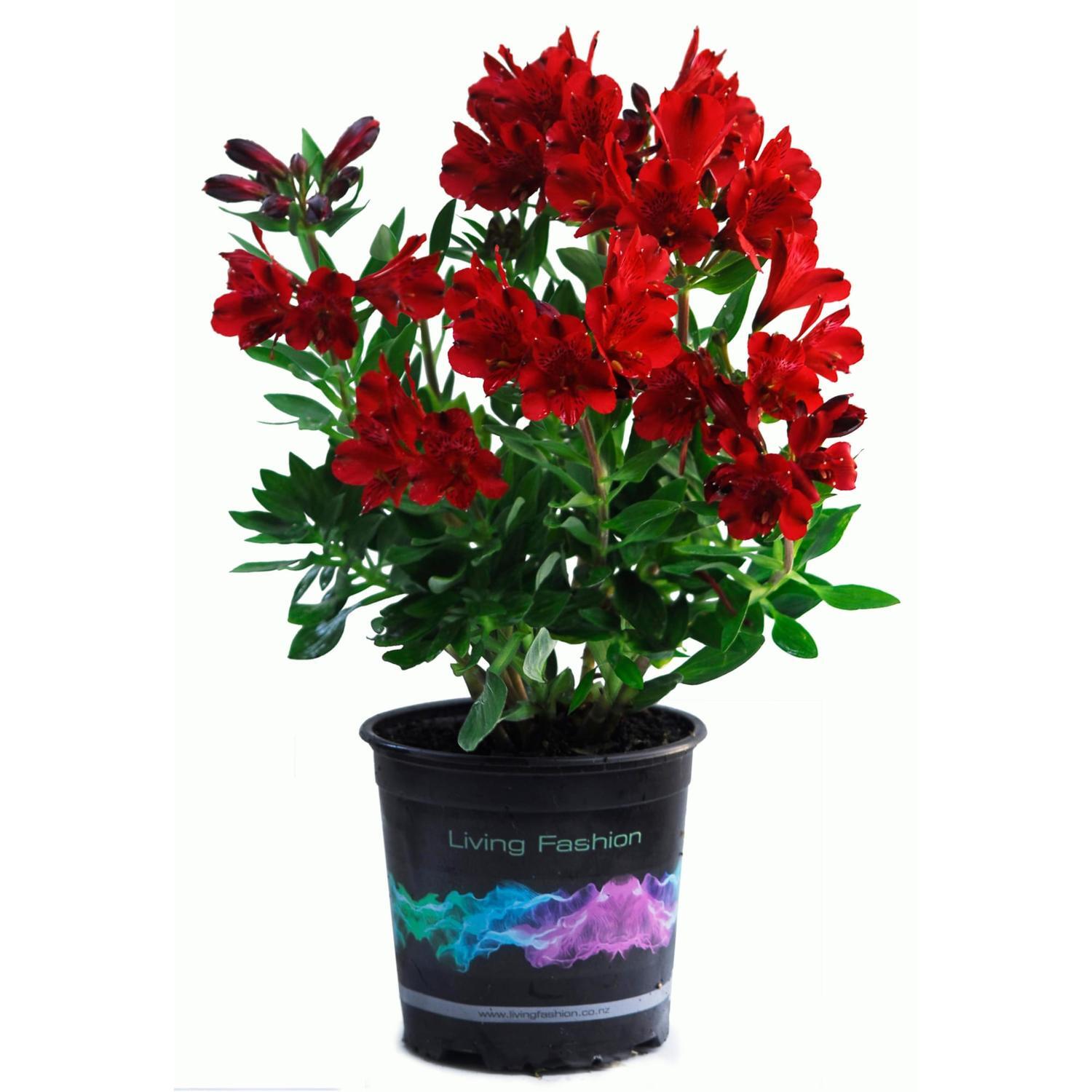 Alstroemeria Inca Bandit