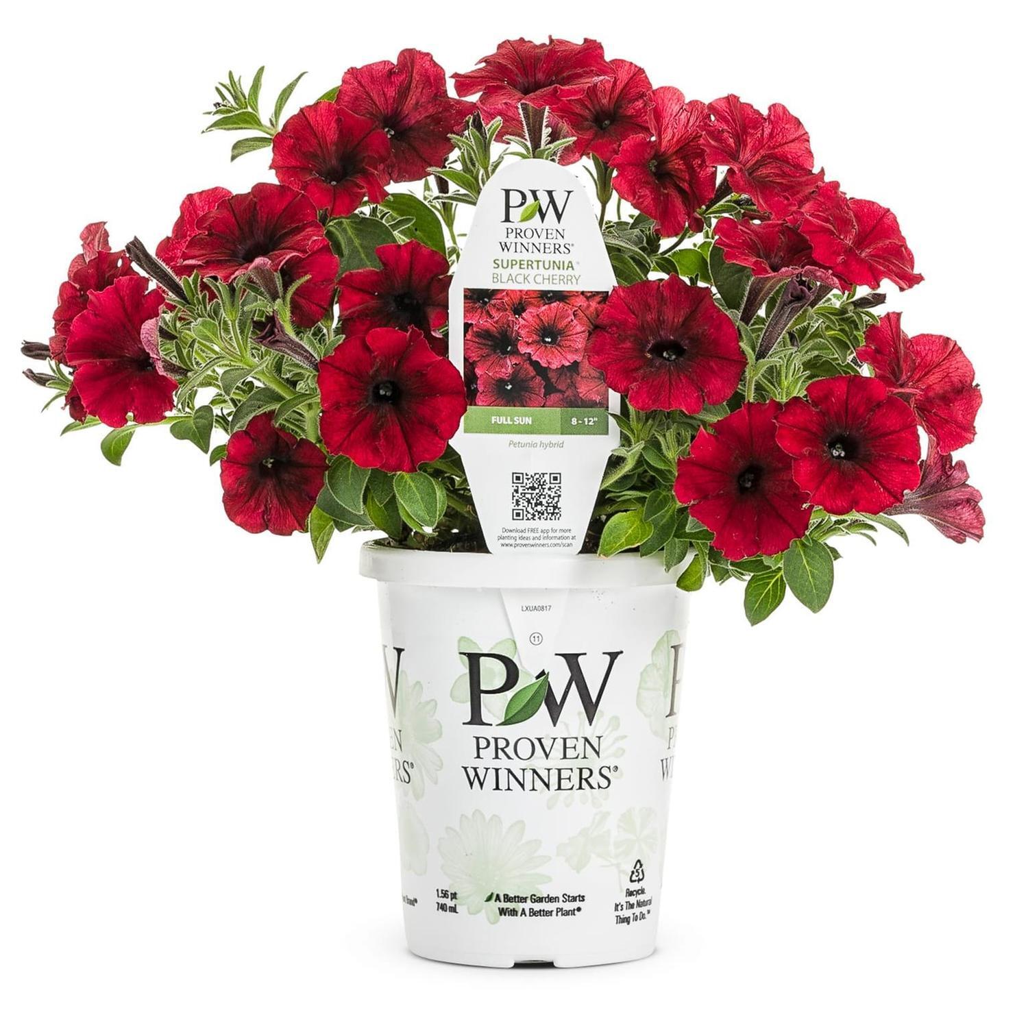 Petunia Black Cherry