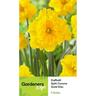 Daffodil Corona Gold Disc 5 Pack
