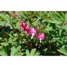 Dicentra 'Spectabilis'