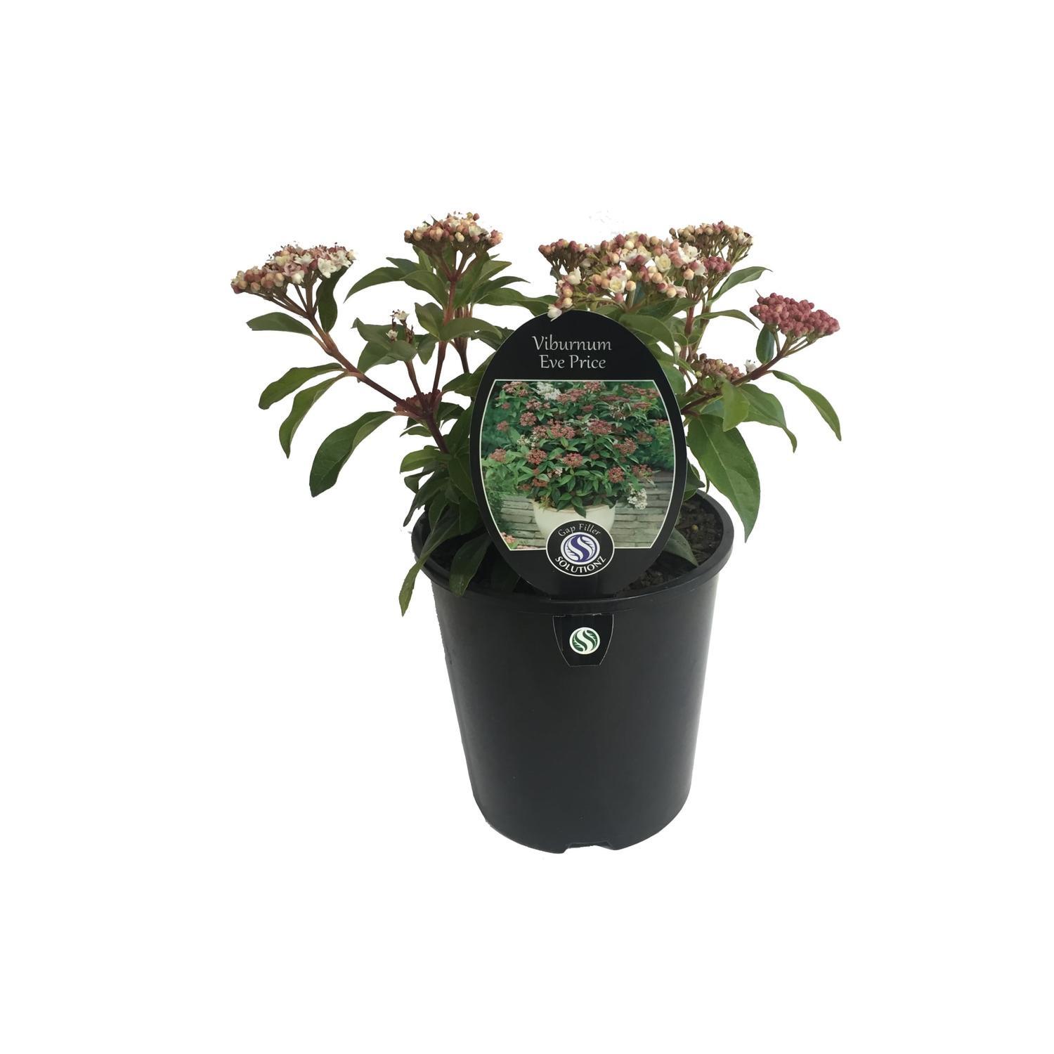 Viburnum Eve Price