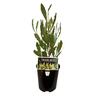 Dodonaea Viscosa 1.9 litre