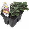 Cyclamen Dwarf 4 Pack