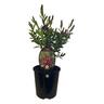 Polygala Grandiflora 1.9 litre