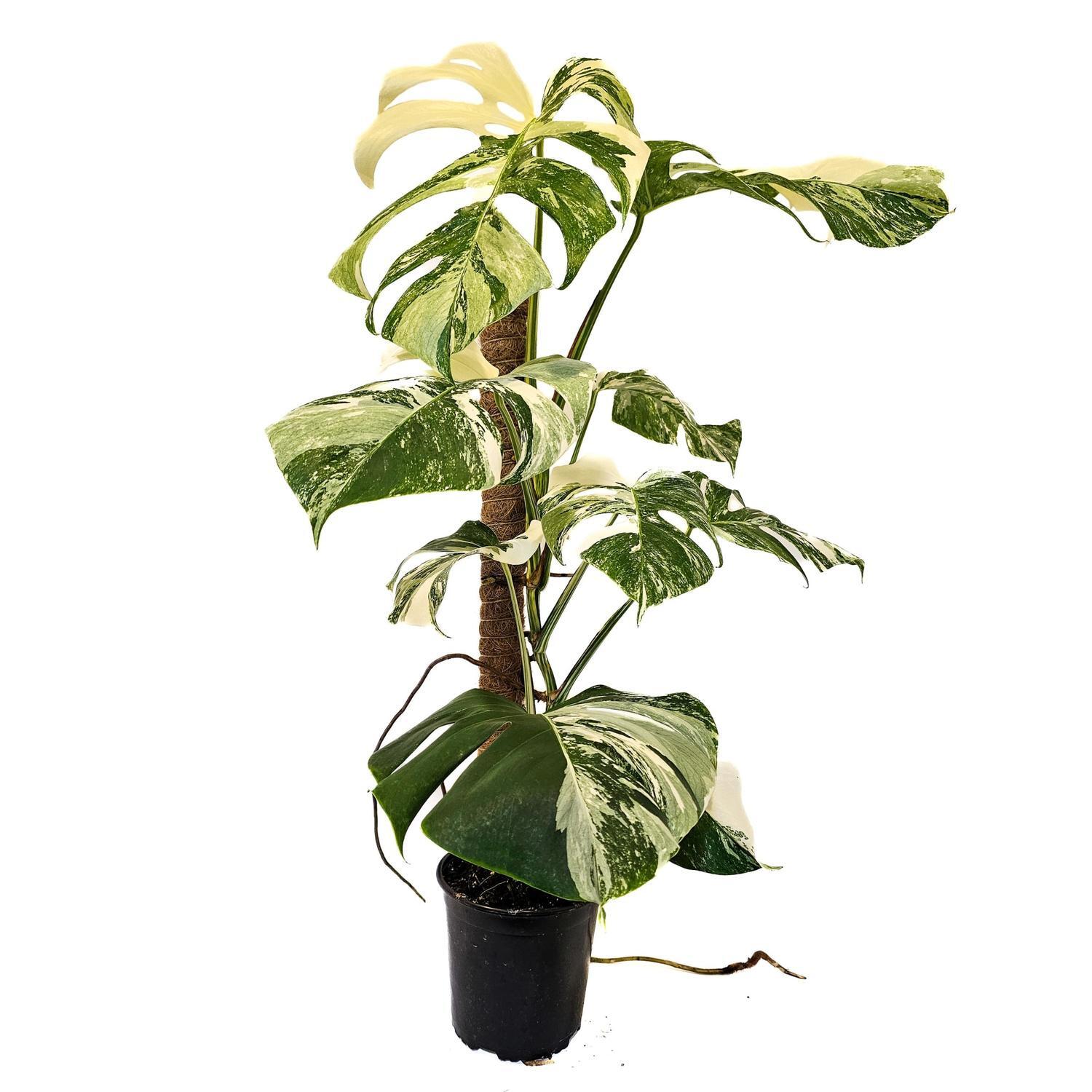 Monstera Variegated Albo 17cm