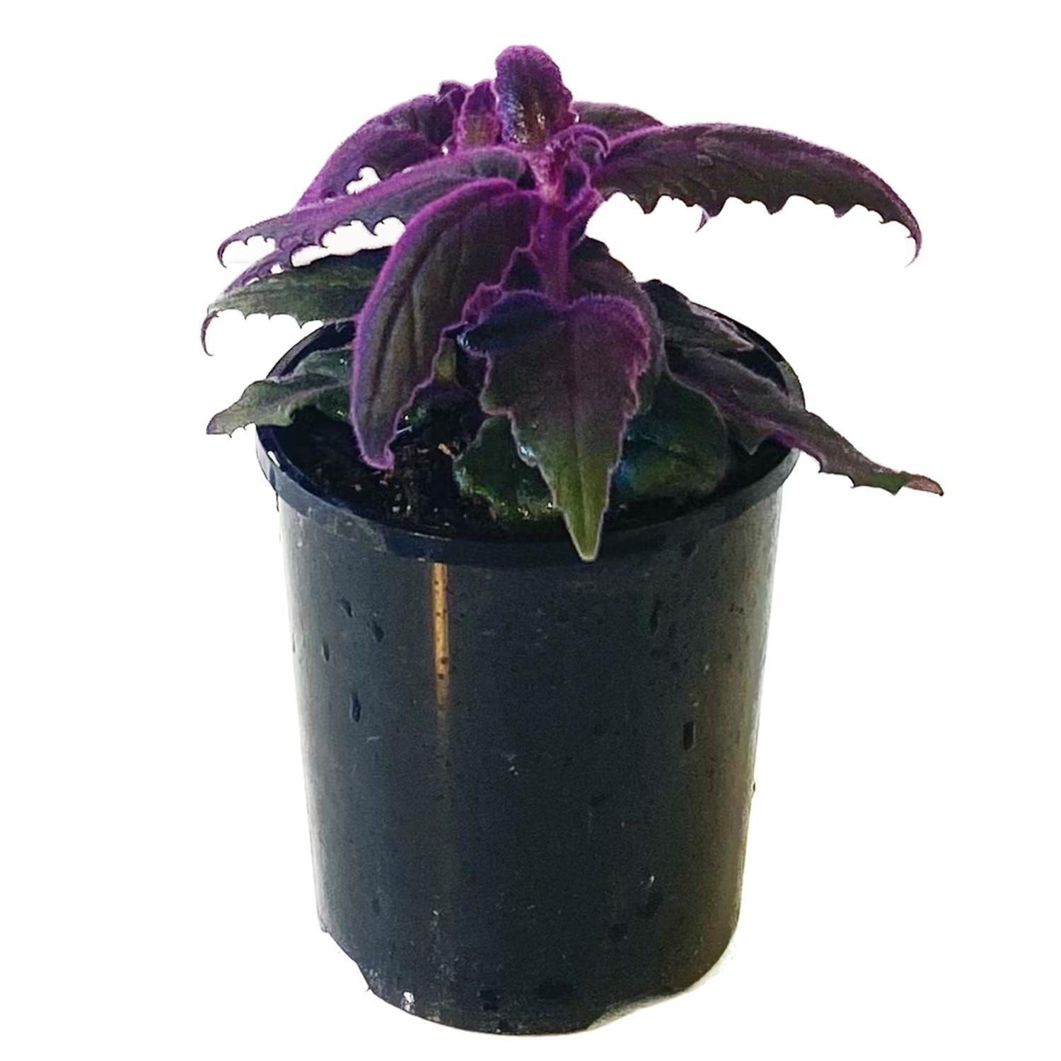Gynura  12cm