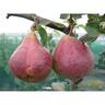 Pear Seckel