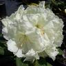 Rhododendron 'Lemon Lodge'