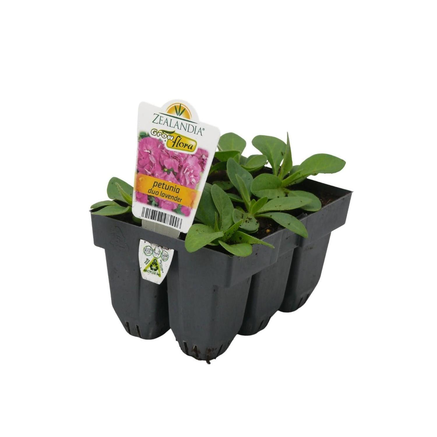 Petunia Duo