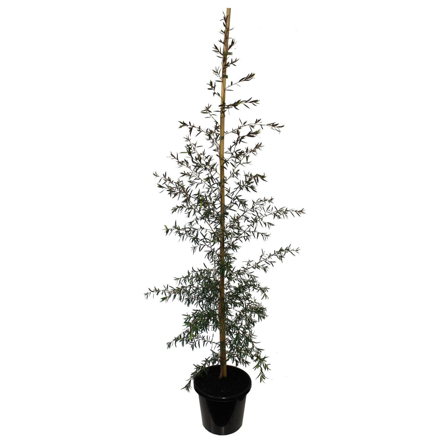 Leptospermum Coppersheen