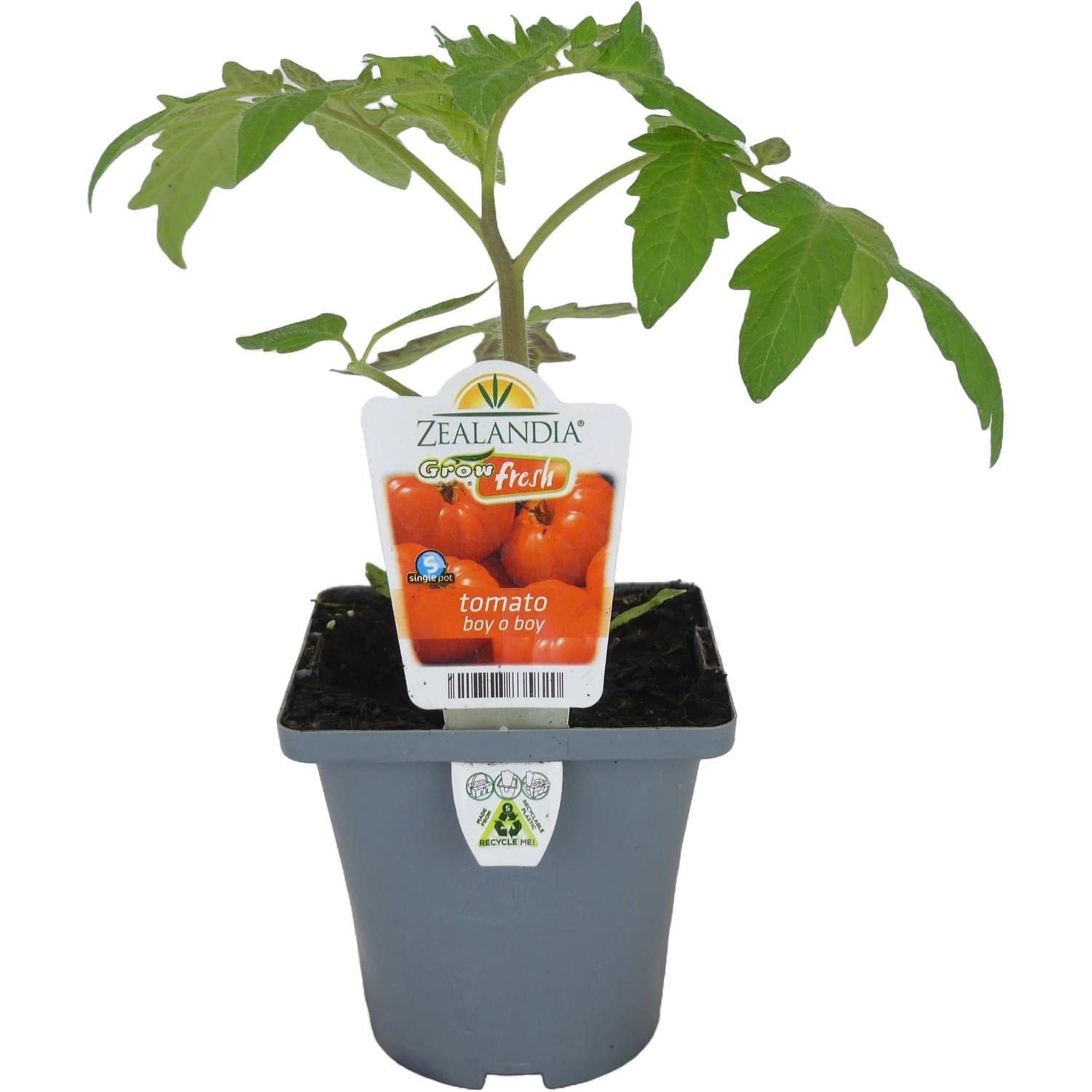 Tomato Boy O Boy