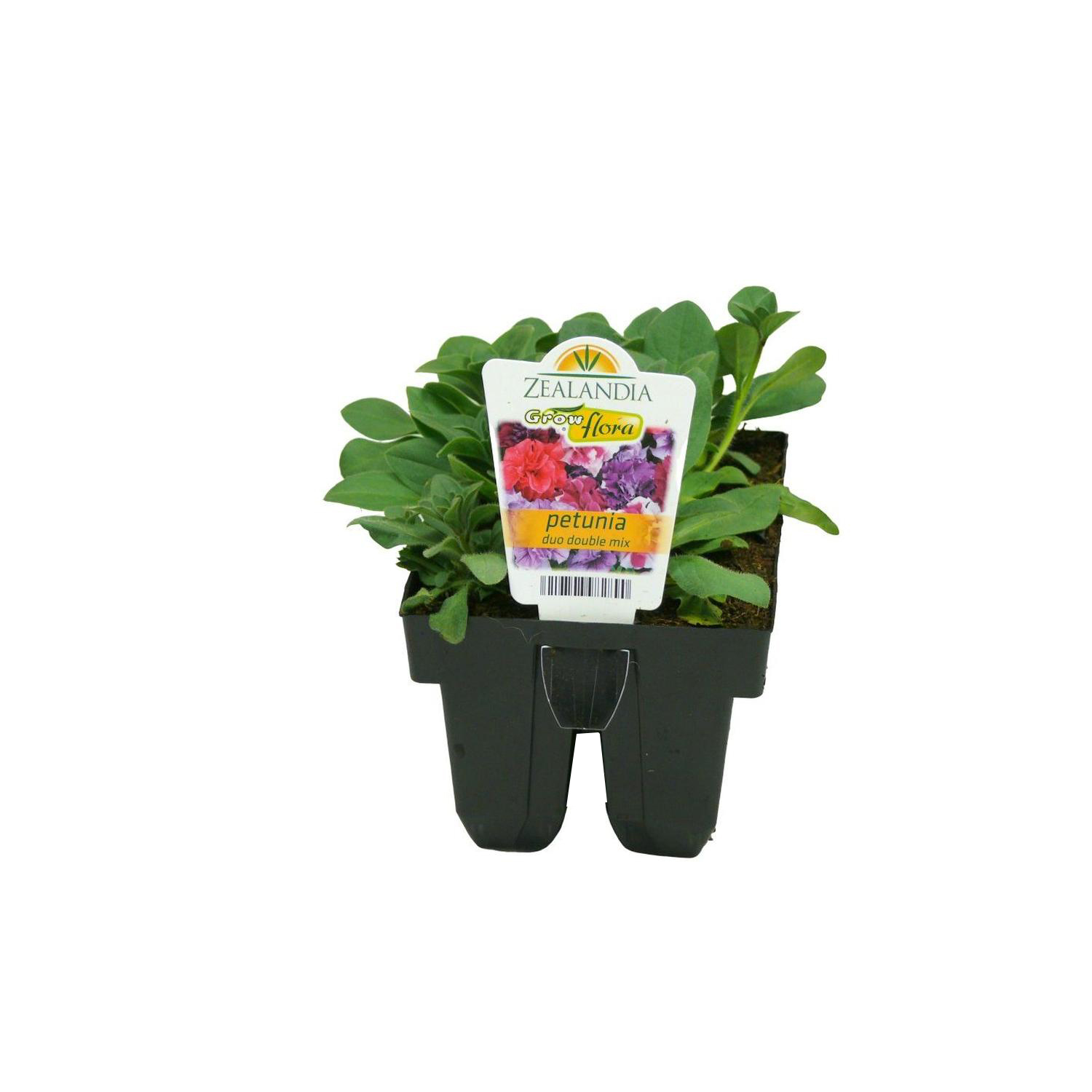 Petunia Duo Double