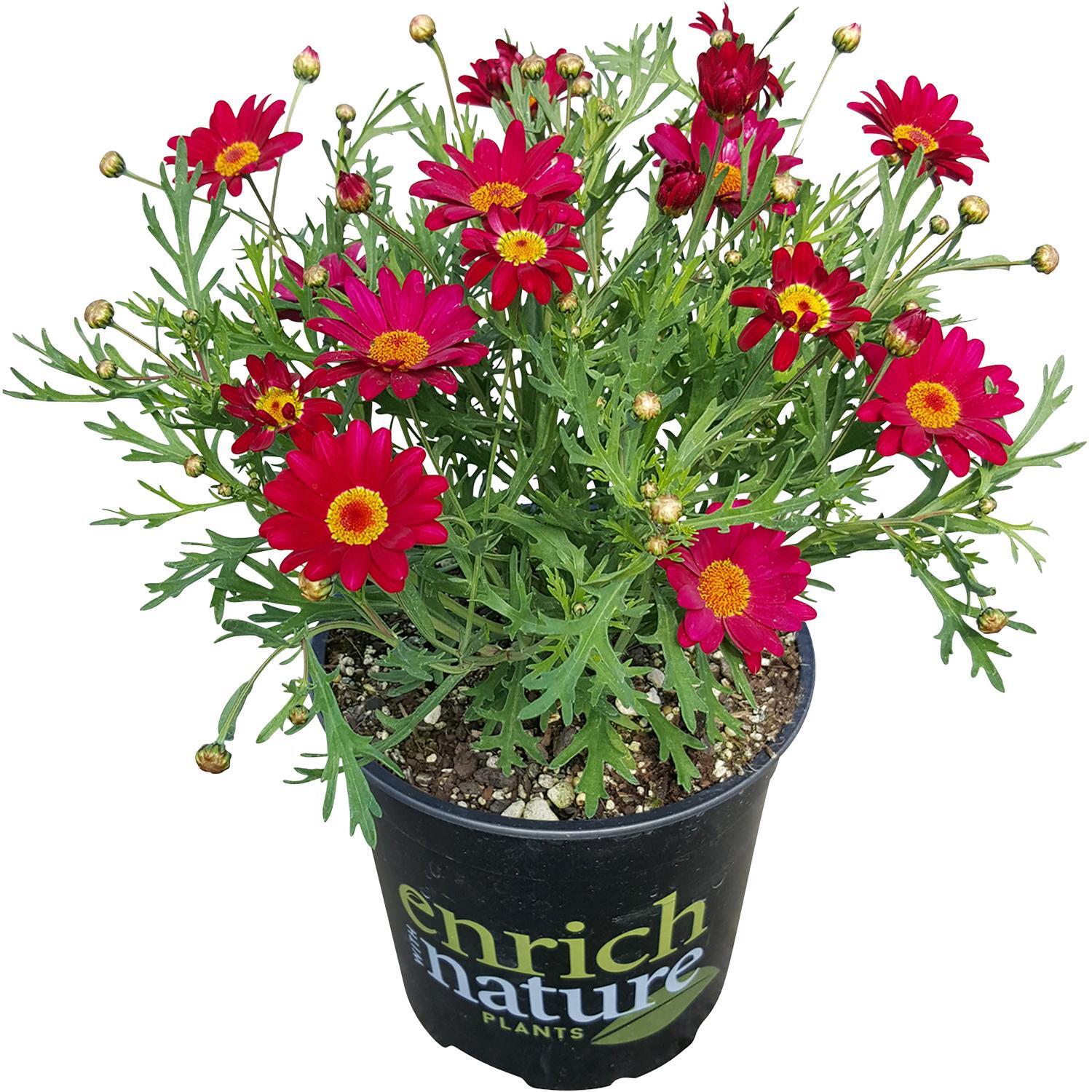 Argyranthemum Angelic
