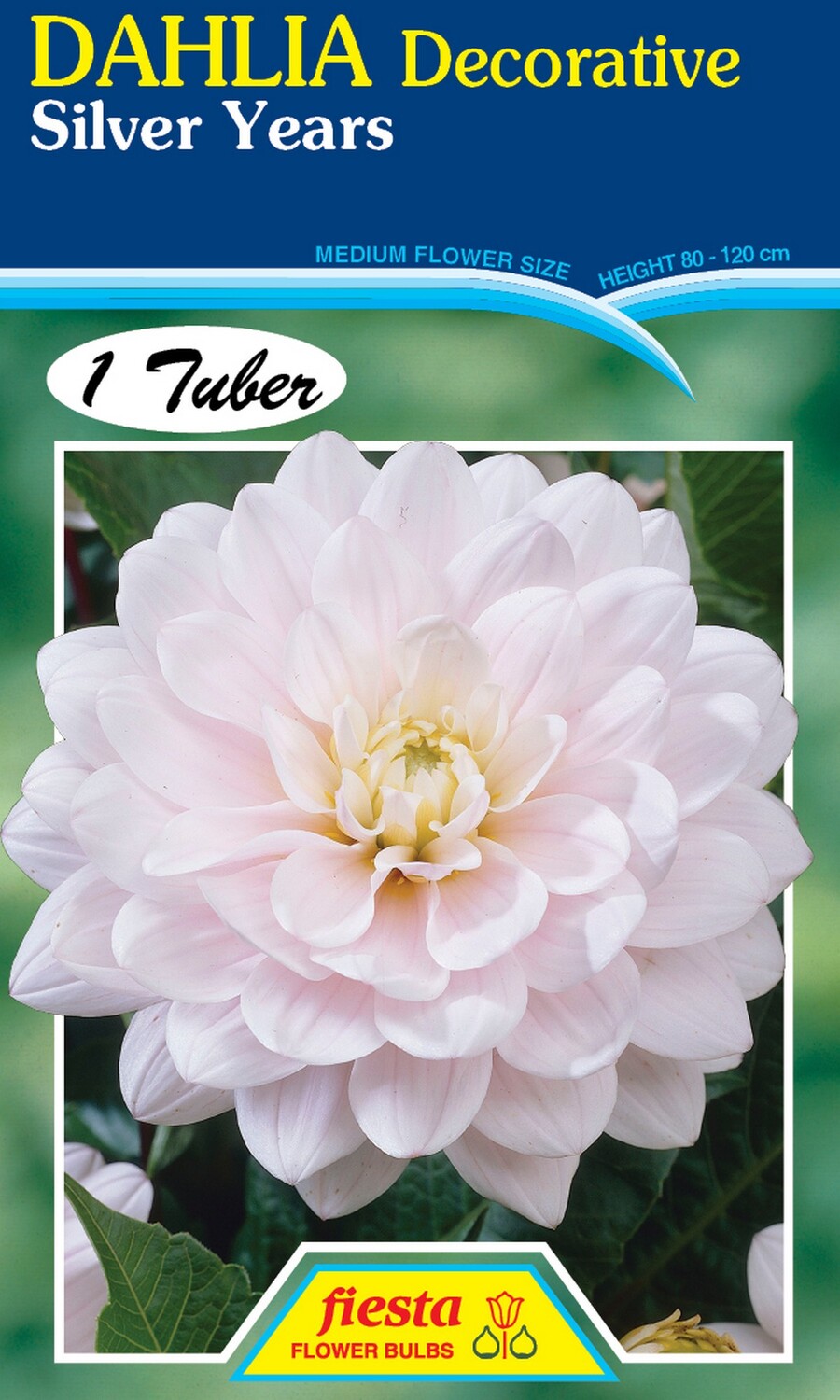 Dahlia Decorative Silver Years 1 Pack