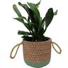 Platycerium Bifurcatum in Ceramic Pot