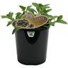 Petunia Midnight Gold