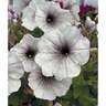 Petunia Matariki Magic