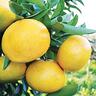 Dwarf Grapefruit Wheeny