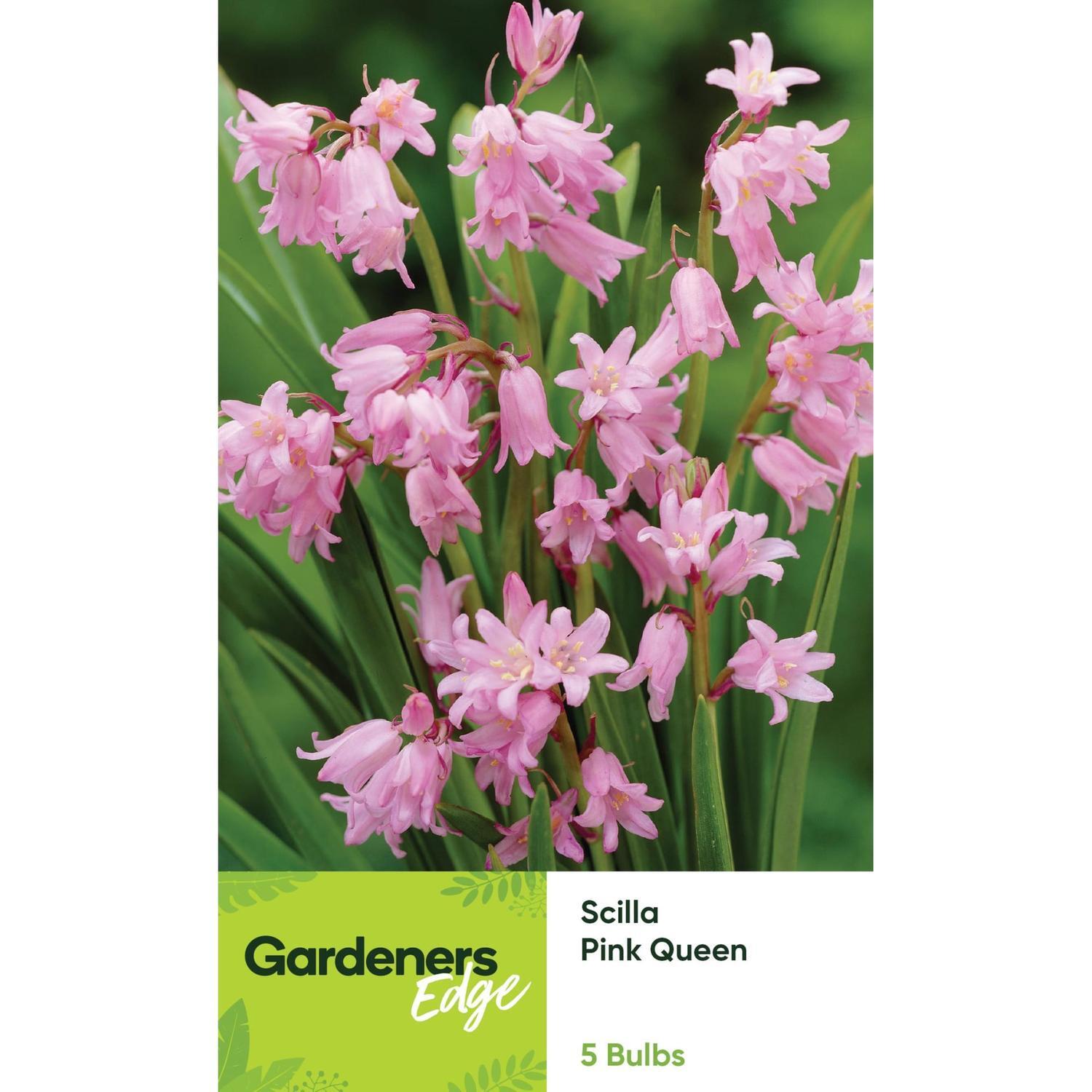 Bluebell Pink Queen 5 Pack