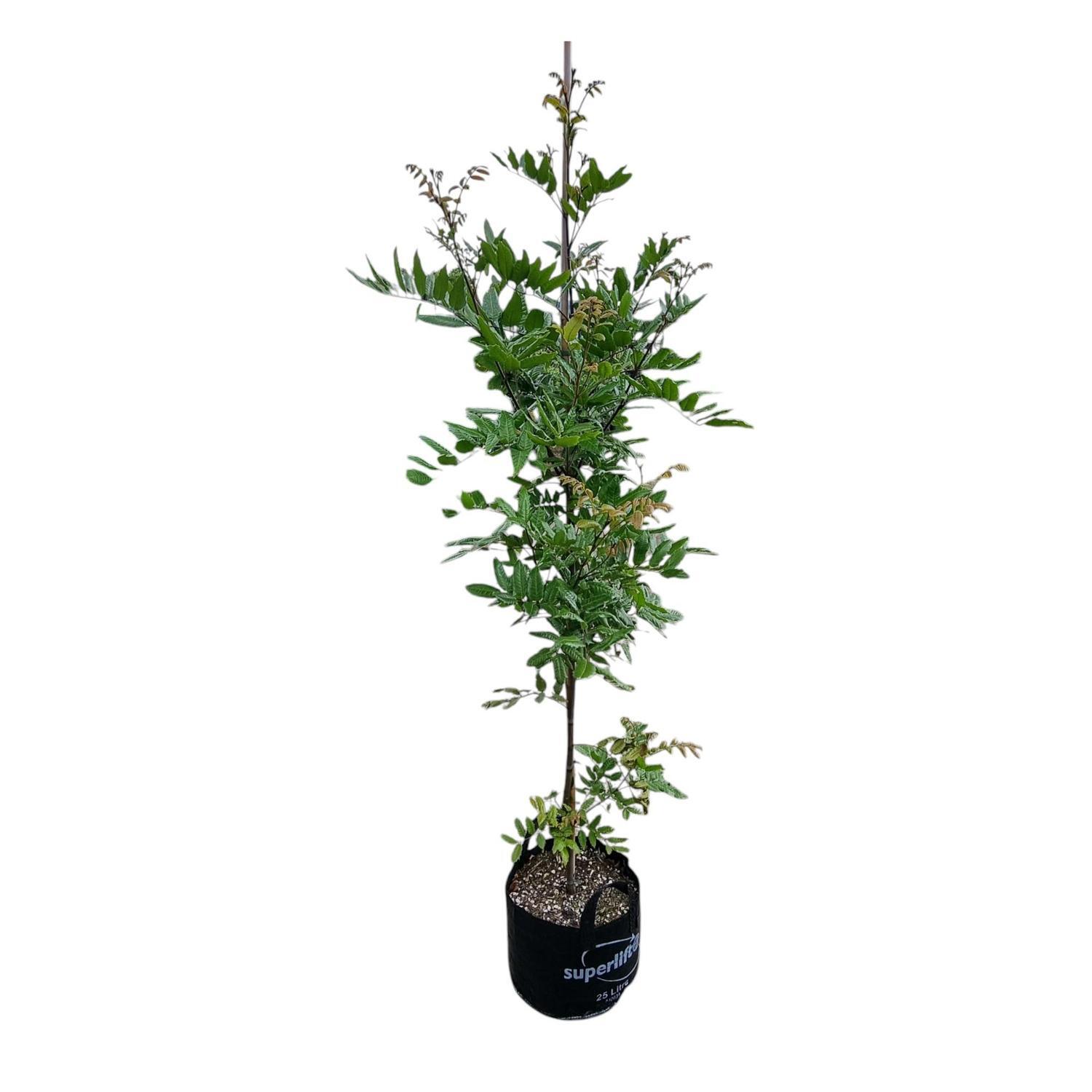 Alectryon Excelsum 'Titoki' 25L
