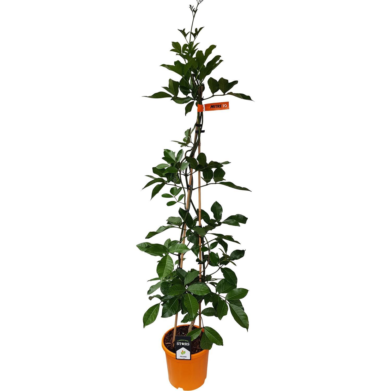 Tecomanthe Speciosa