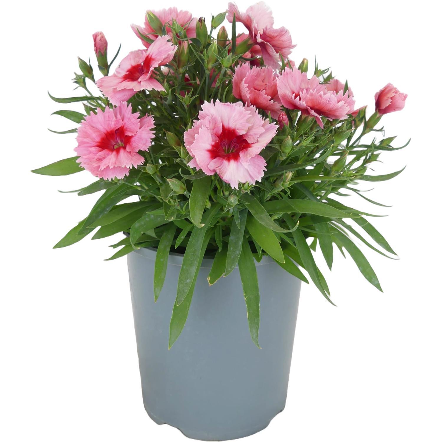 Dianthus Strawberry Parfait