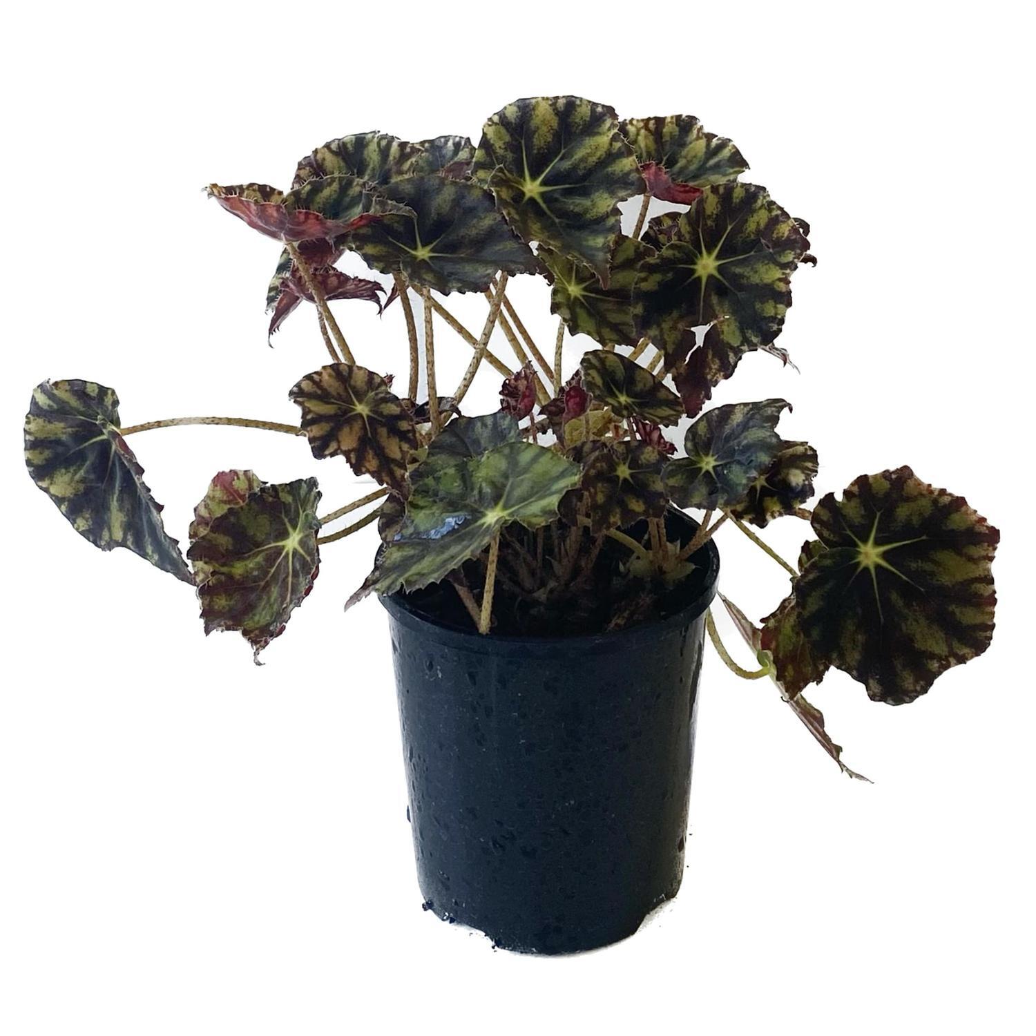 Begonia Mazae 12cm